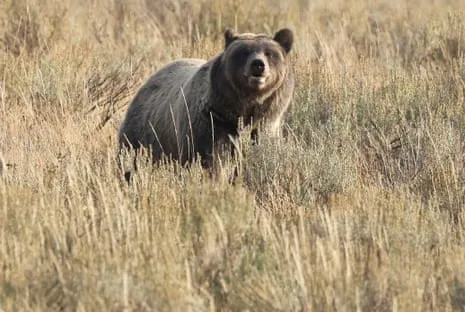 Hiker Injured by Wild Animal in Wilderness Area Transported to Trauma Center