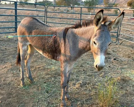 Wild Ass On the Mend Following Newest Arrow Attack on Feral Donkeys in California