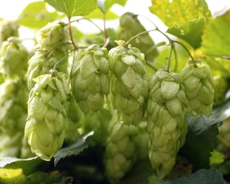 Craft A Custom Hops Haven: Nurturing Hops Proves to Be Easy and Rewarding