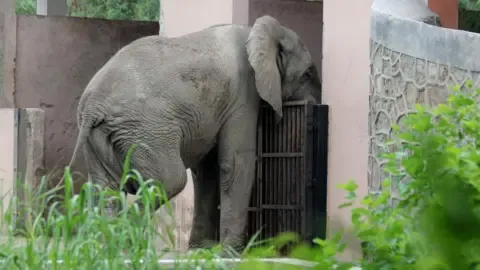 Isolated Existence and Death of Delhi’s Only Elephant from Africa