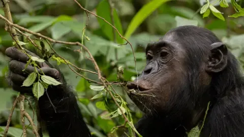 Apes Drinking the Equivalent of an Alcoholic Beverage Per Day from Fermented Produce, Investigation Reveals