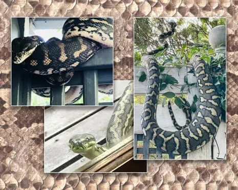 Embracing the Snakes in the Overhead Space: A Transformation from Dread to Fascination