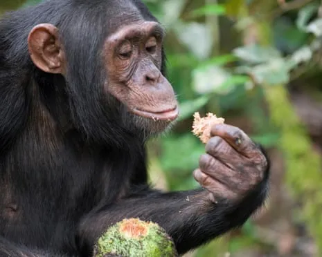 Apes Drink Everyday Alcohol Equivalent to a Lager from Ripe Figs