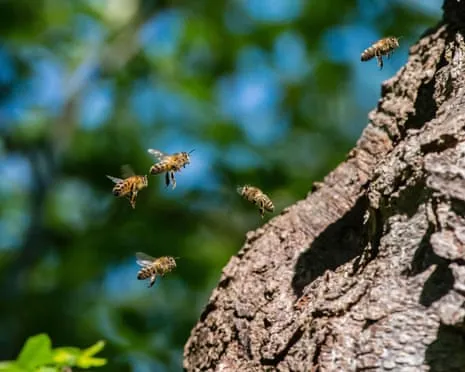 How Saving Honeybees Could Harm Wild Bee Species