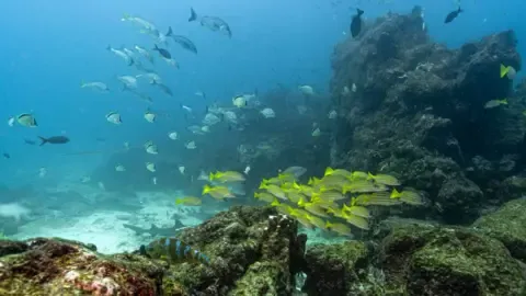 Crucial Oceans Treaty Crosses Key Threshold to Become Law