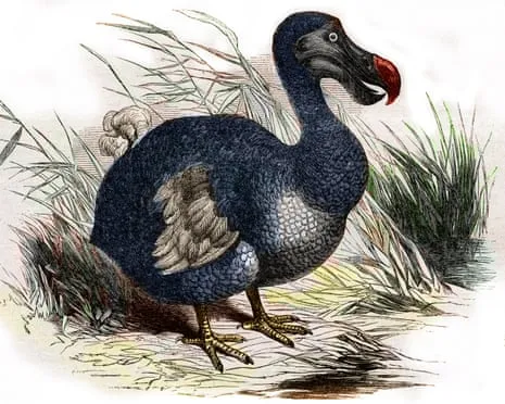 Researchers Claim They Have Achieved a ‘Pivotal Step’ in Reviving the Dodo for the Very First Occasion in Multiple Generations